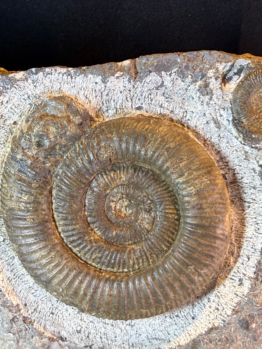 Dactylioceras ammonietenplaat – Jura – Duitsland – 30 cm
