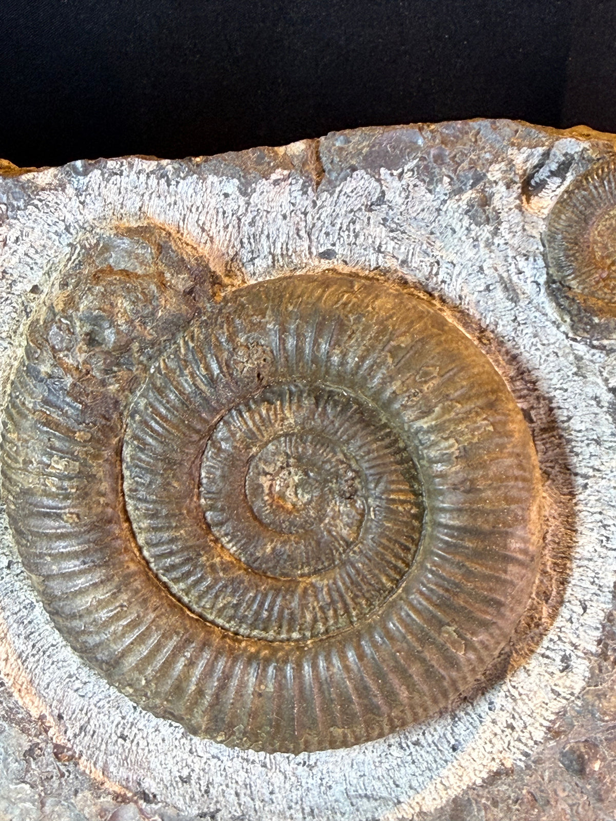 Dactylioceras ammonietenplaat – Jura – Duitsland – 30 cm