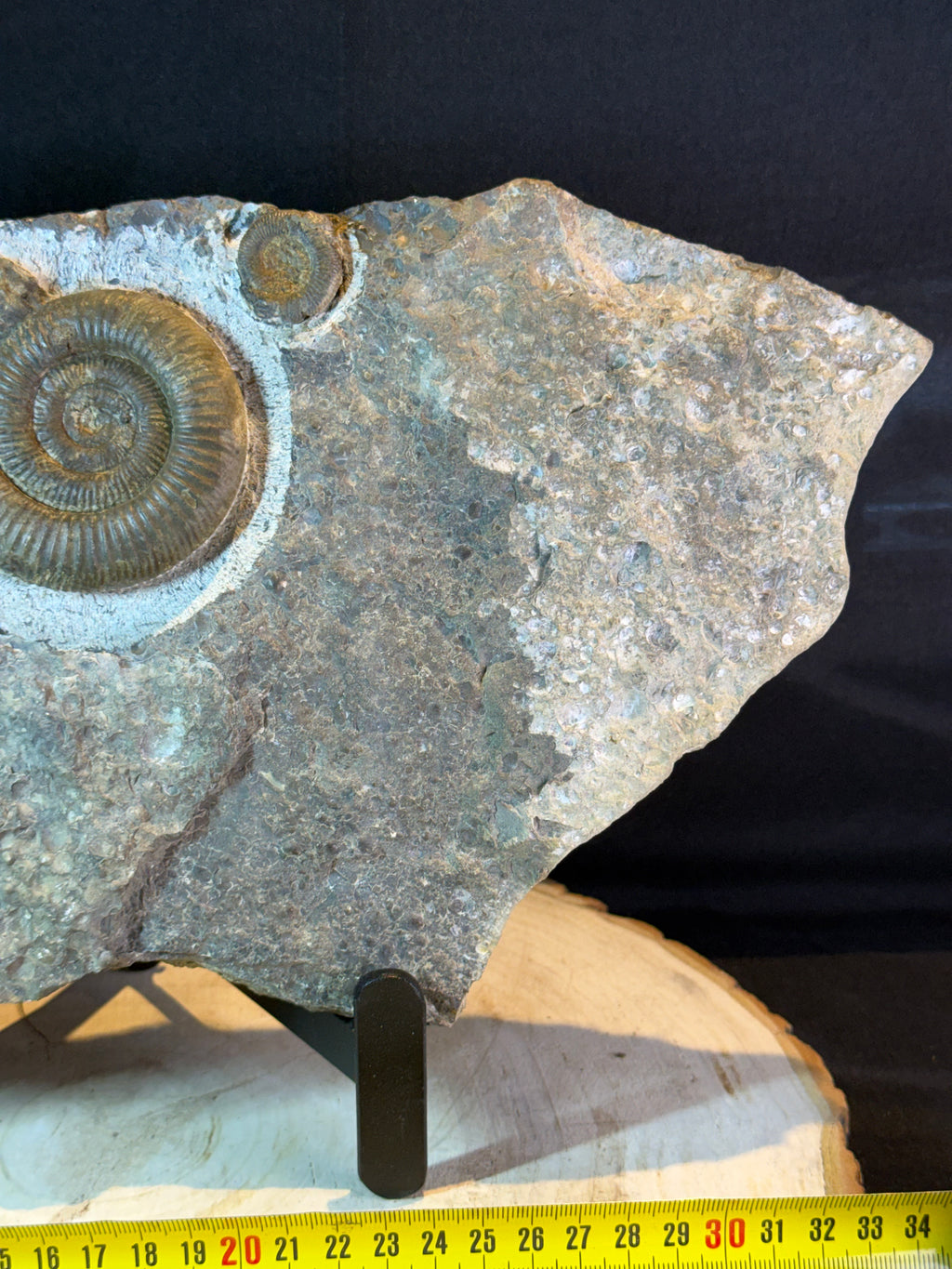Dactylioceras ammonietenplaat – Jura – Duitsland – 30 cm