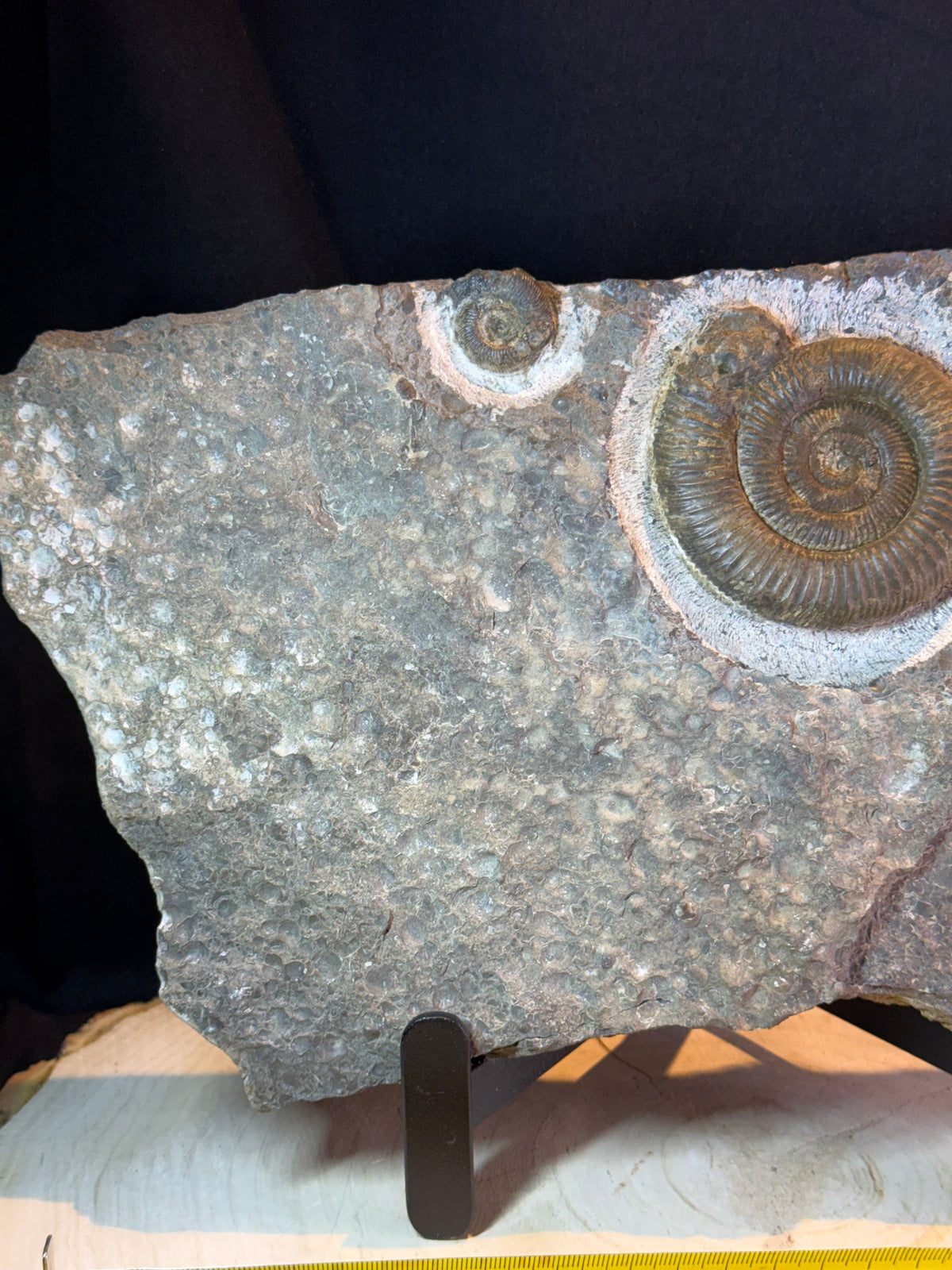 Dactylioceras ammonietenplaat – Jura – Duitsland – 30 cm