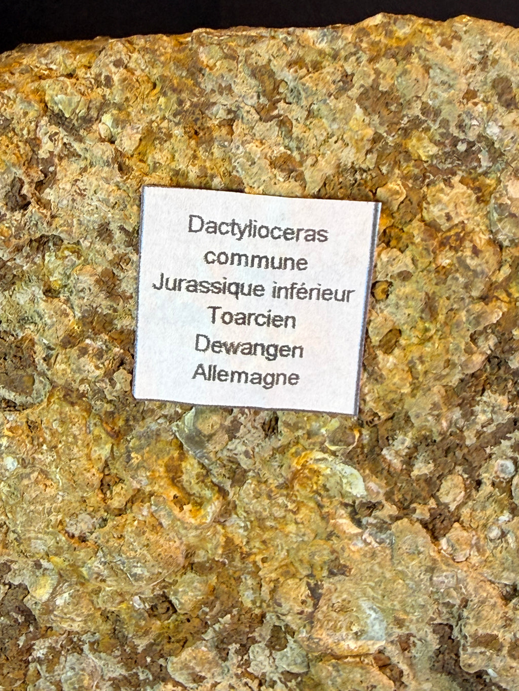 Dactylioceras ammonietenplaat – Jura – Duitsland – 30 cm