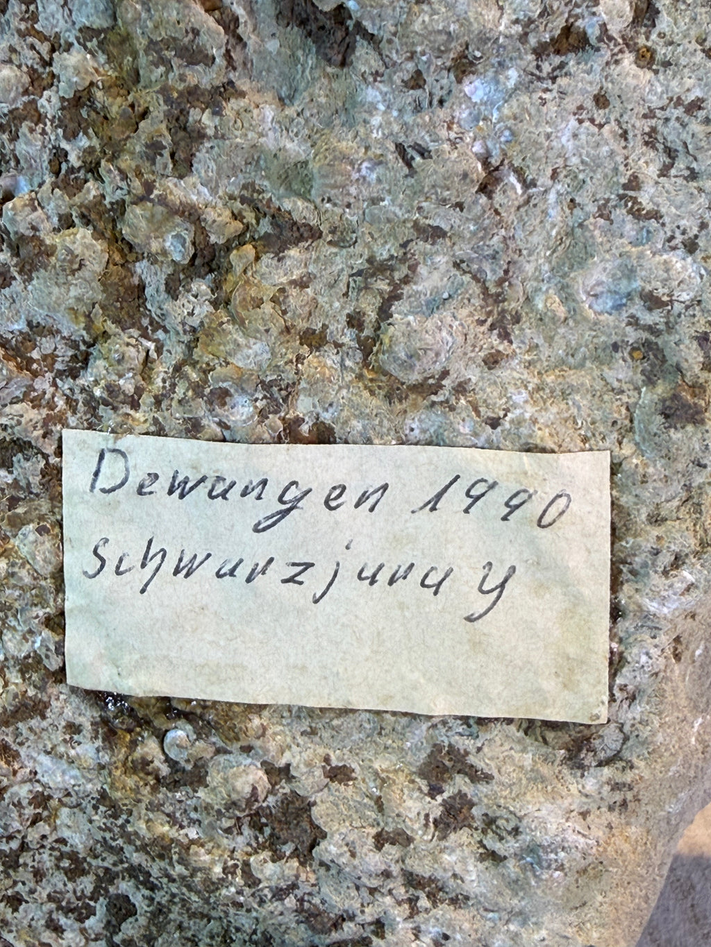 Dactylioceras ammonietenplaat – Jura – Duitsland – 30 cm