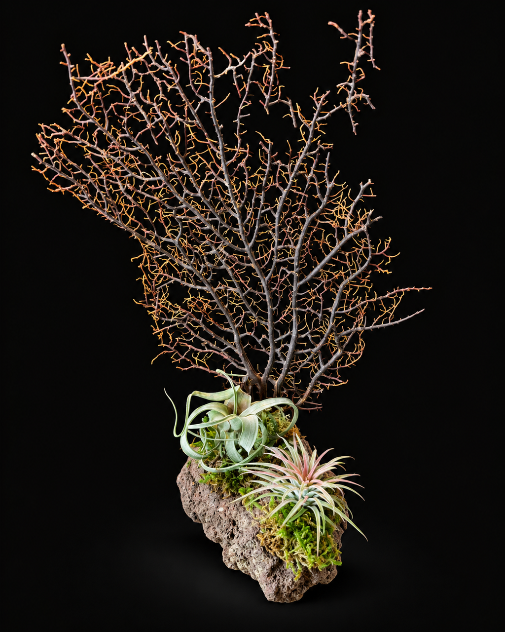 Koraal met Tillandsia – natuurlijke creatie – 34 cm