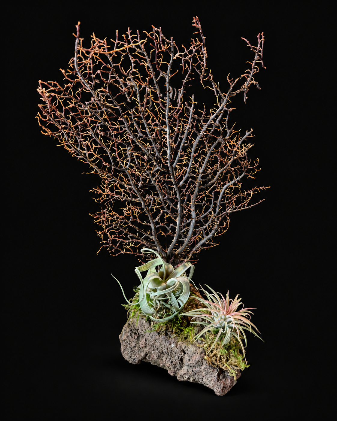 Koraal met Tillandsia – natuurlijke creatie – 34 cm