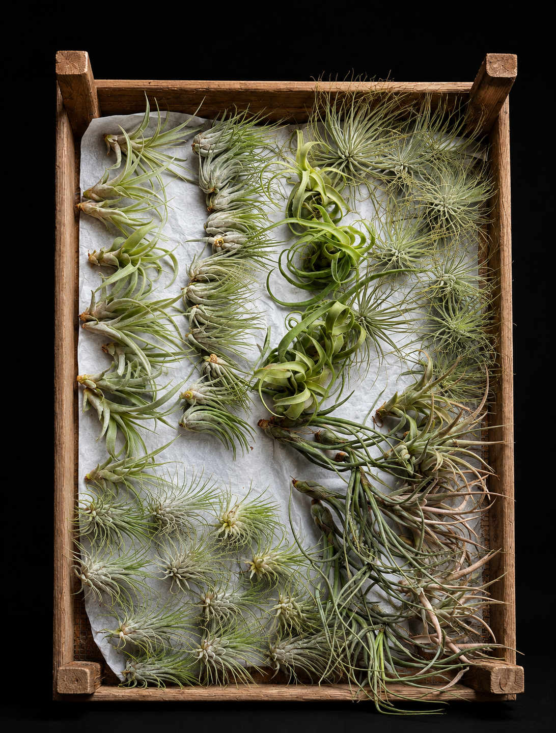 Tillandsia’s / Airplants – ruime keuze