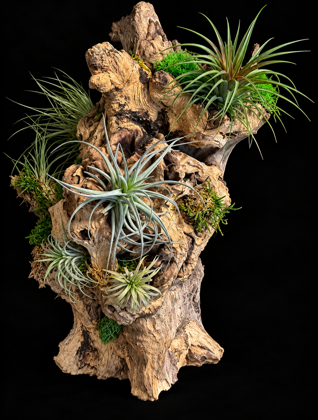 Grote Wortelsculptuur met Tillandsia – Natural Collection