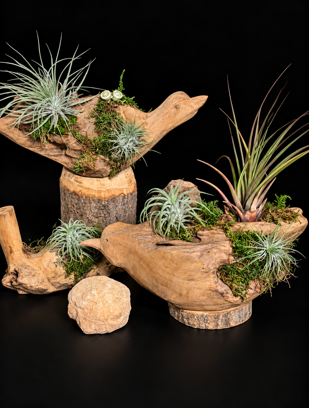 Handgemaakte houtcreaties met Tillandsia – unieke natuurdecoratie