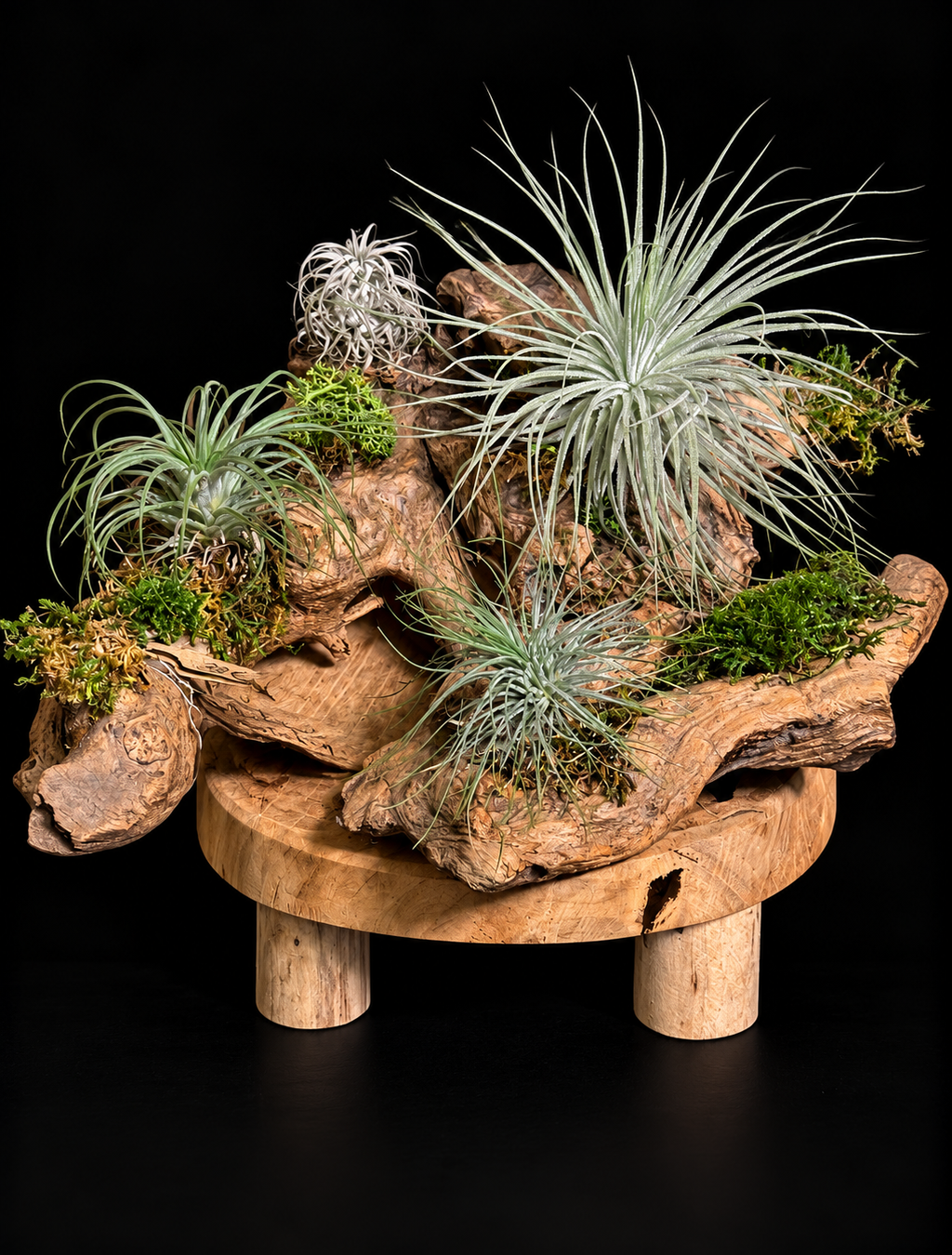 Handgemaakte houtcreaties met Tillandsia – unieke natuurdecoratie