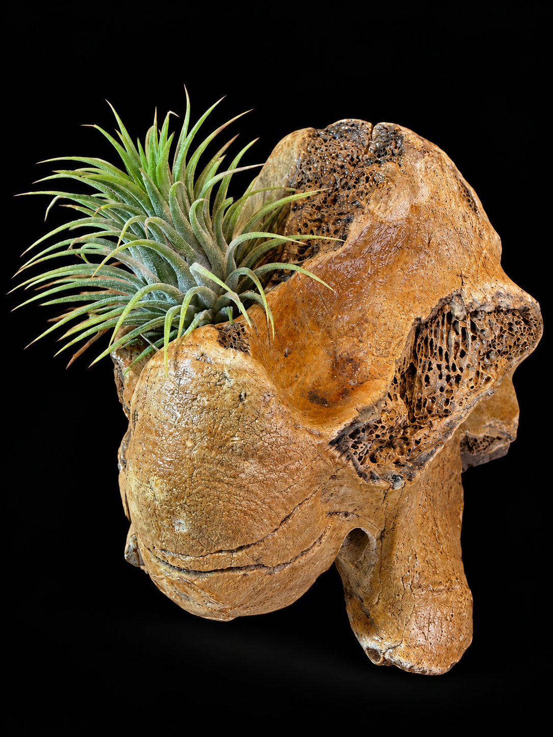 Fossiele wervel van steppebizon met Tillandsia – Noordzee