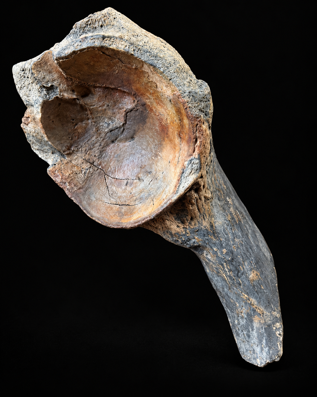 Bekkenfragment wolharige mammoet – Noordzee – 45 cm