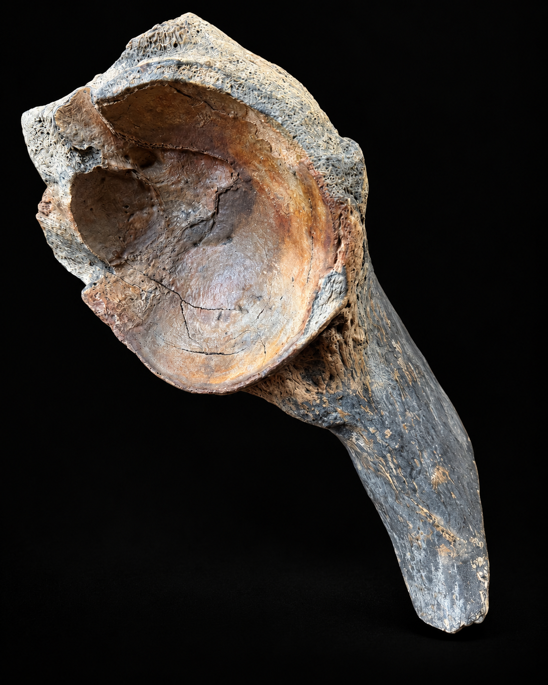 Bekkenfragment wolharige mammoet – Noordzee – 45 cm