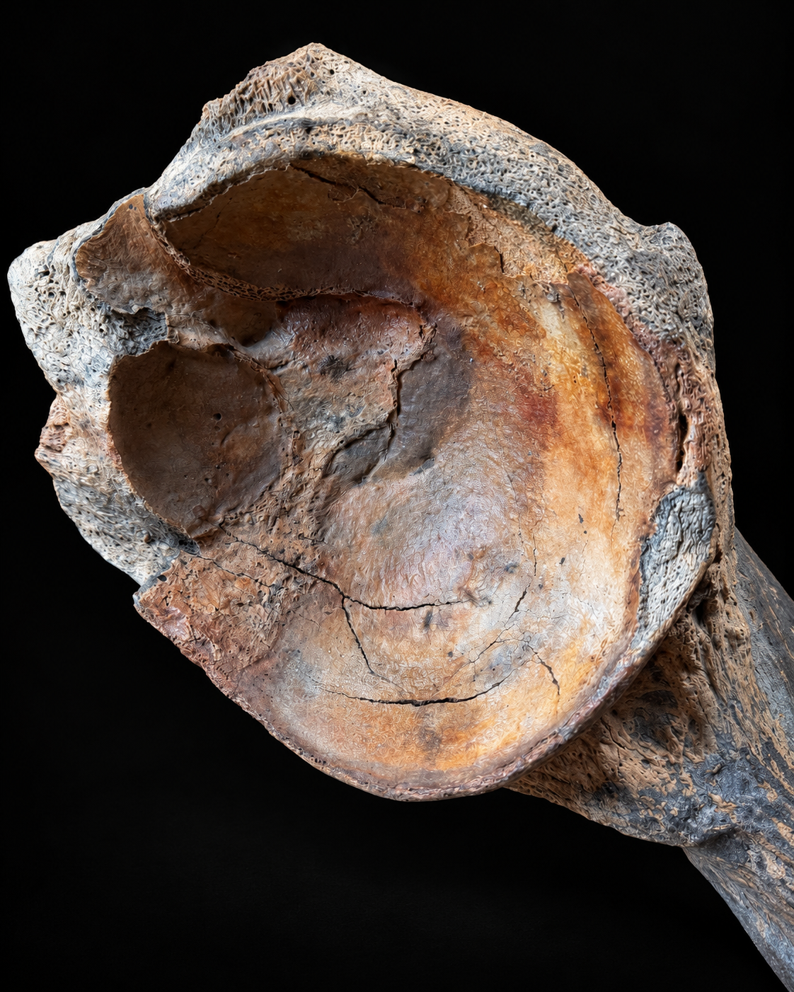 Bekkenfragment wolharige mammoet – Noordzee – 45 cm