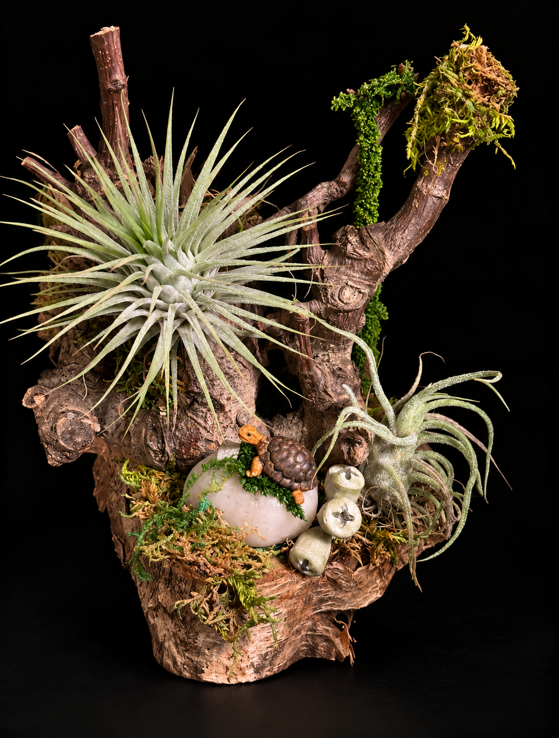 Handgemaakte houtcreaties met Tillandsia – unieke natuurdecoratie