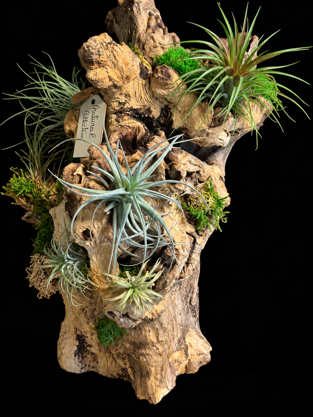Grote Wortelsculptuur met Tillandsia – Natural Collection