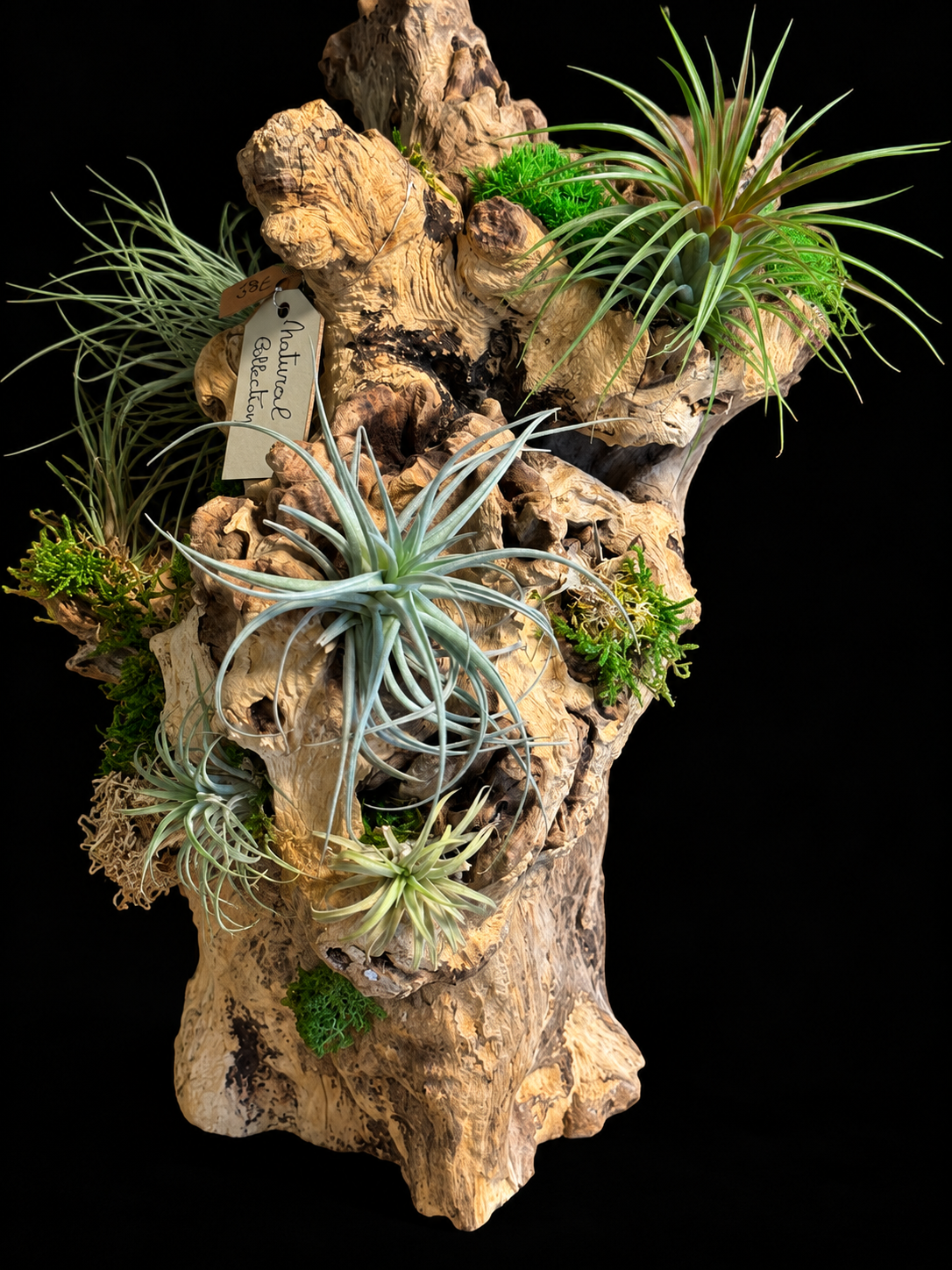 Grote Wortelsculptuur met Tillandsia – Natural Collection