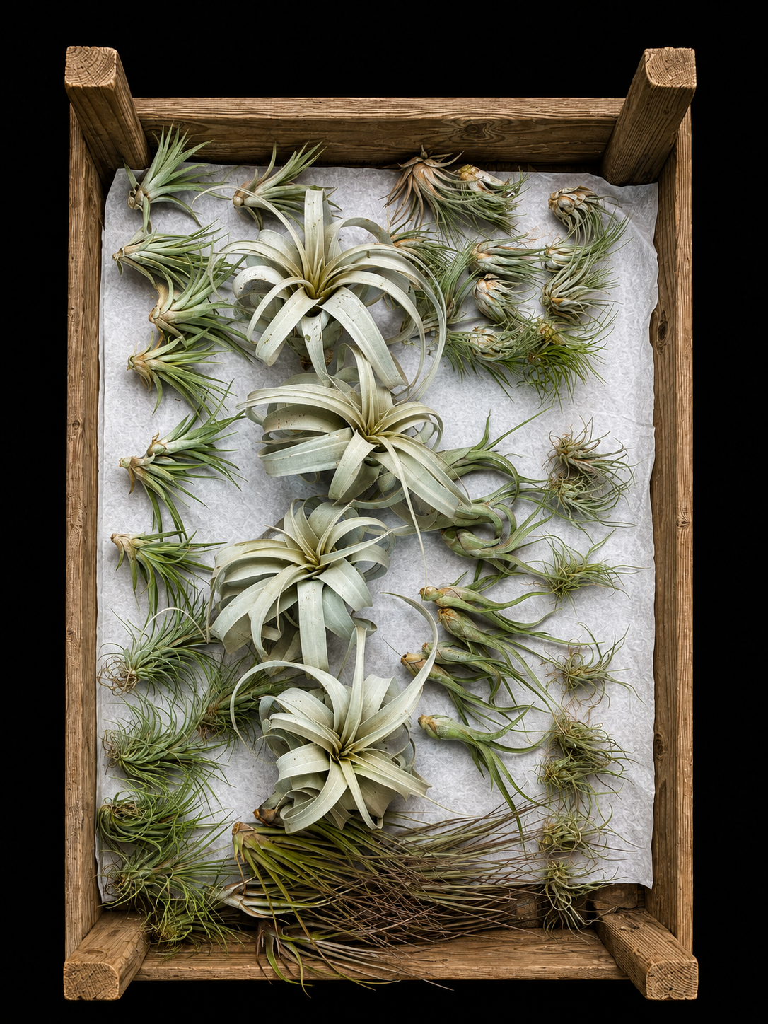 Tillandsia’s / Airplants – ruime keuze