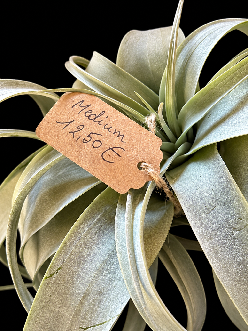 Tillandsia Xerographica – Zilverkleurige luchtplant – 15 cm