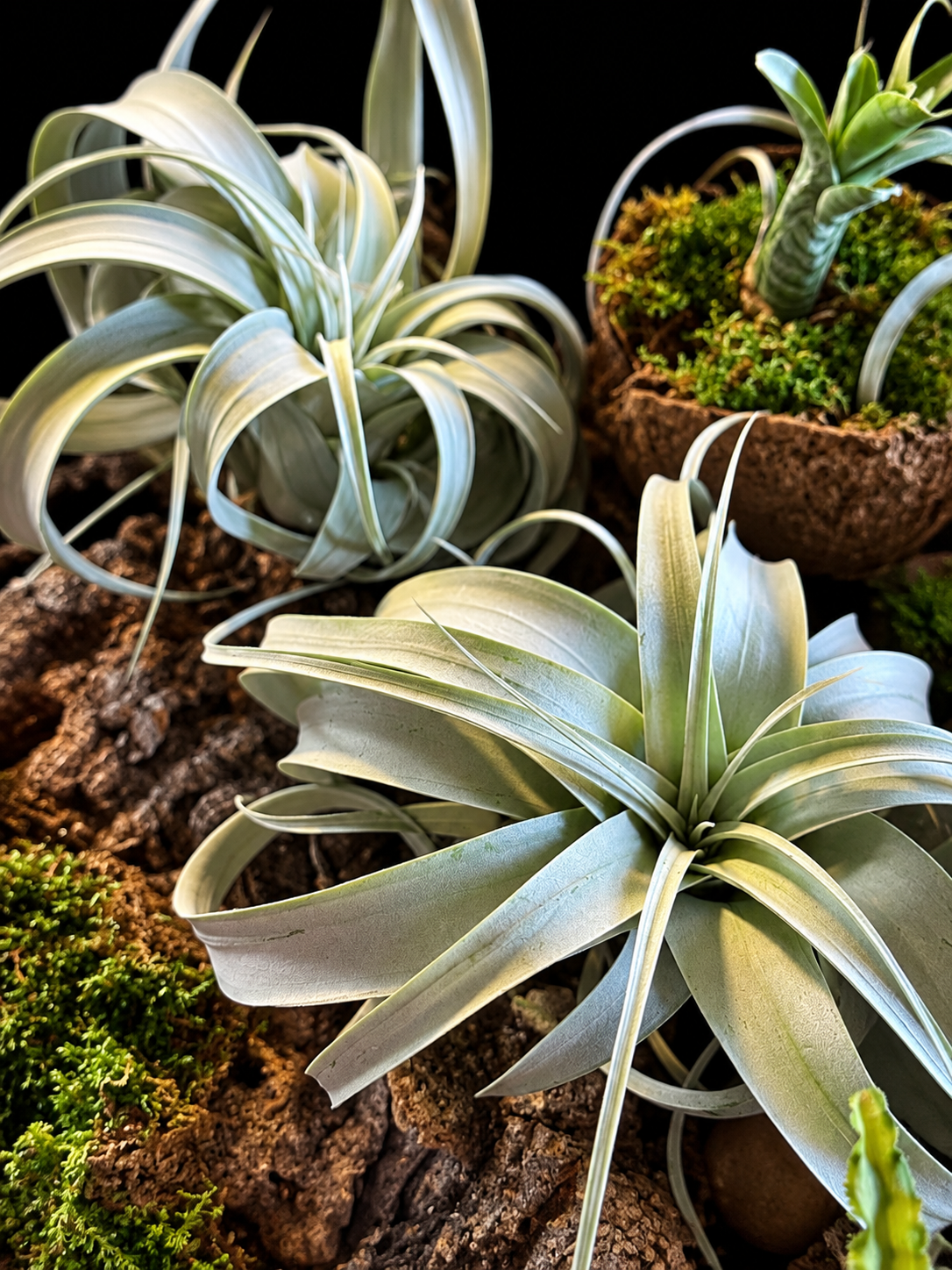Tillandsia Xerographica – Zilverkleurige luchtplant – 15 cm