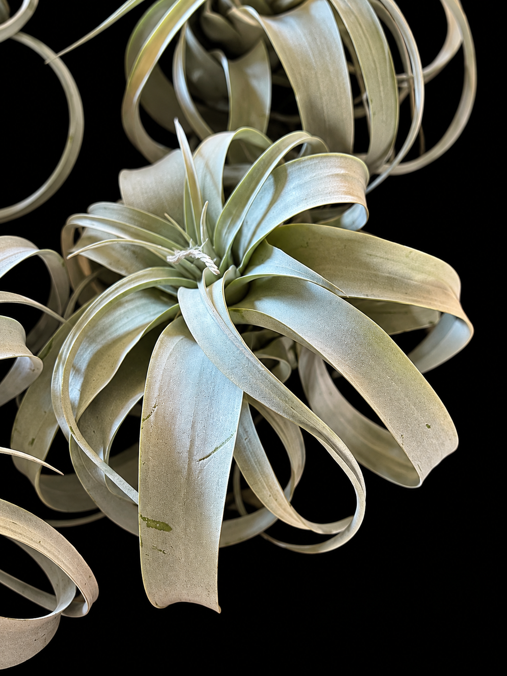 Tillandsia Xerographica – Zilverkleurige luchtplant – 15 cm