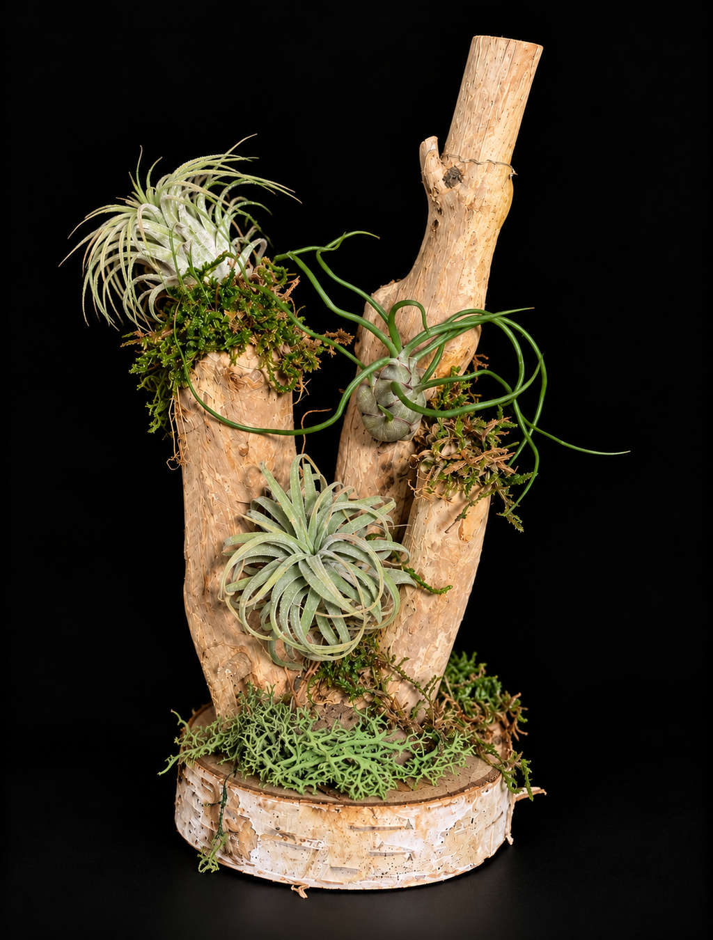 Handgemaakte houtcreaties met Tillandsia – unieke natuurdecoratie