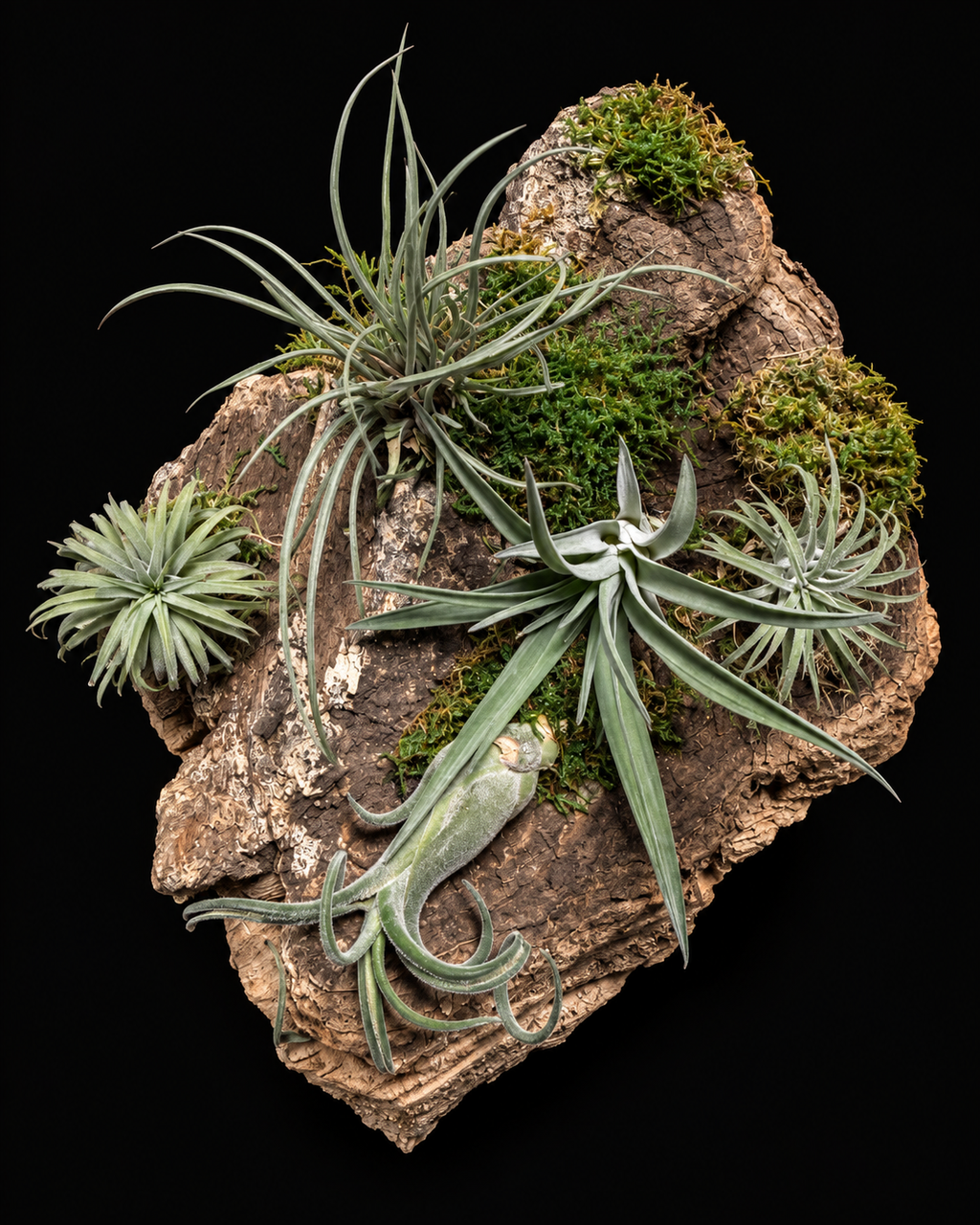 Tillandsia creaties op hout – vanaf €15