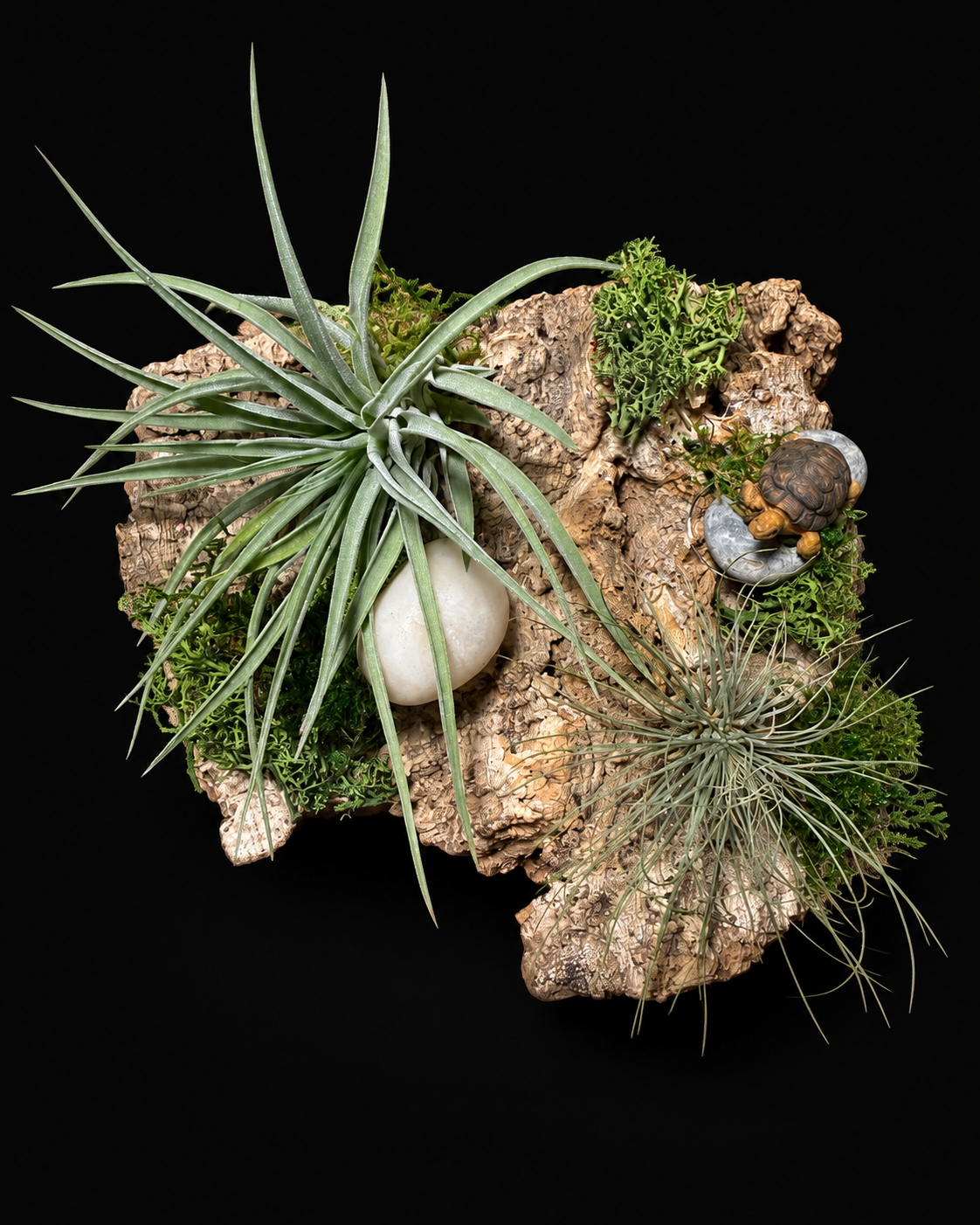 Tillandsia creaties op hout – vanaf €15