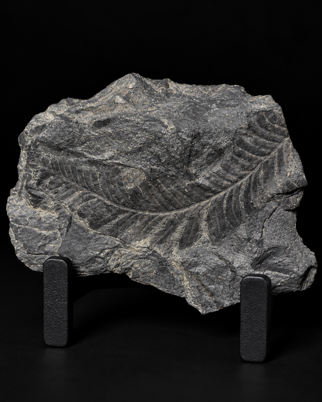 Fossiele Varens & Prehistorische Planten