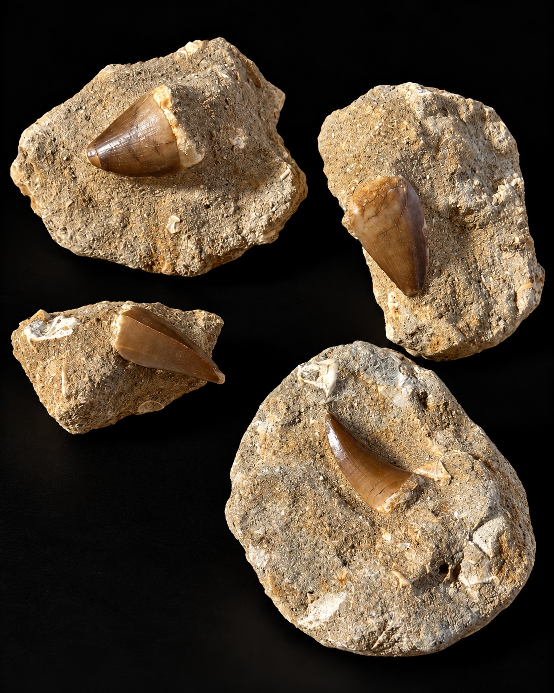 Fossiele mosasaurustand in natuurlijke steenmatrix