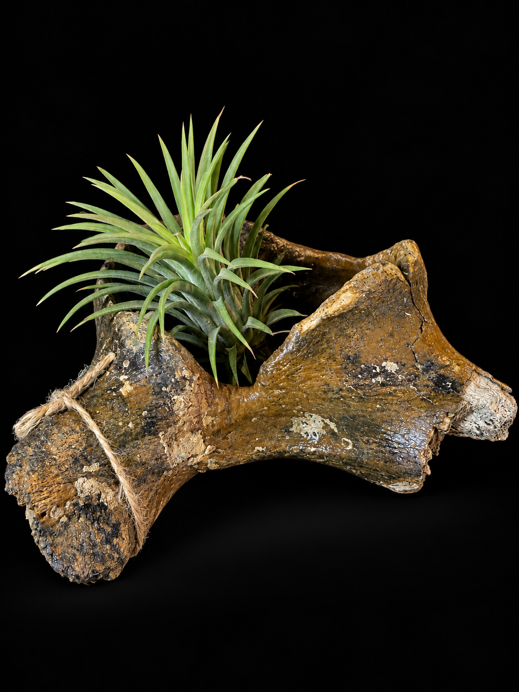 Fossiel bot wolharige neushoorn met Tillandsia – 18 cm