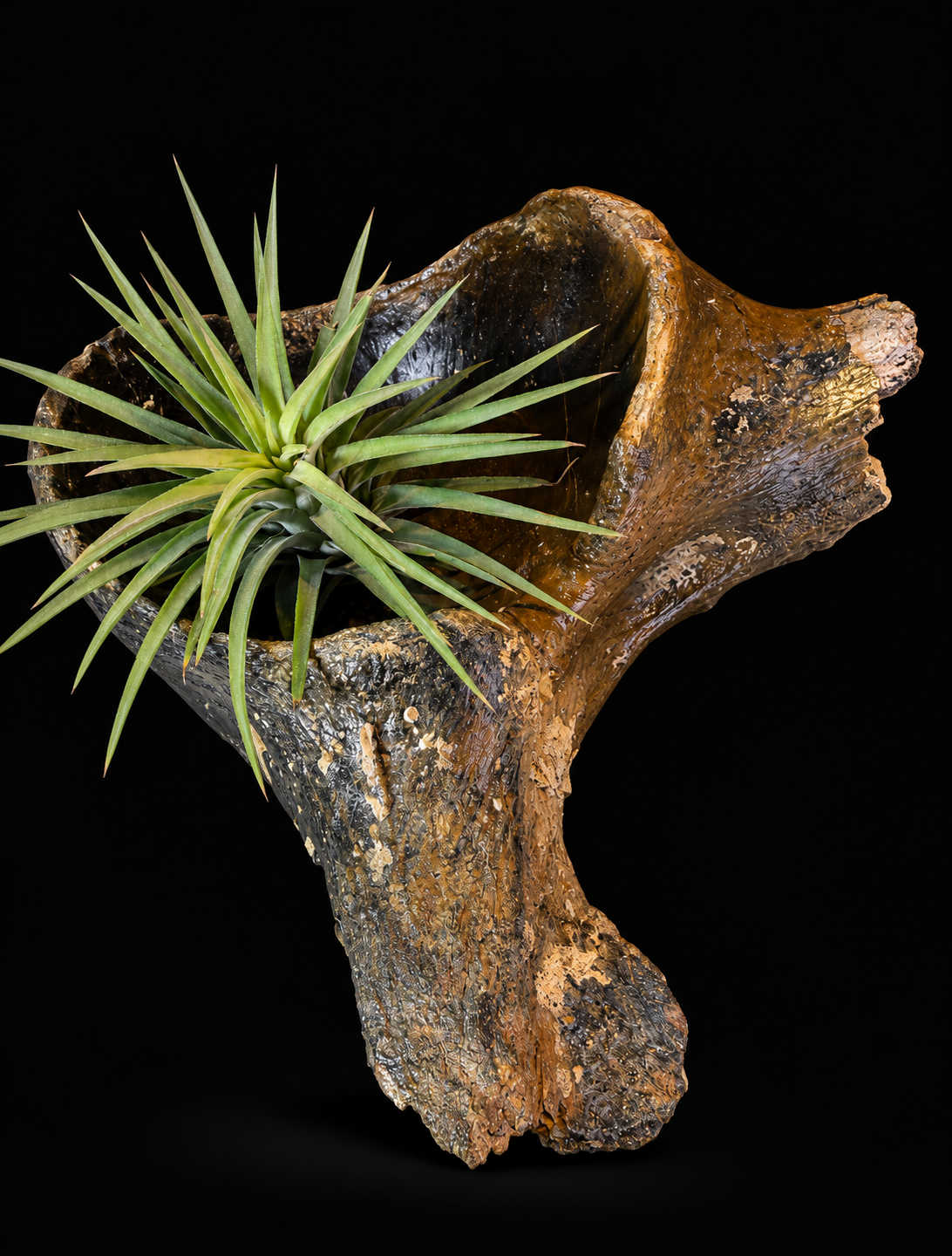 Fossiel bot wolharige neushoorn met Tillandsia – 18 cm