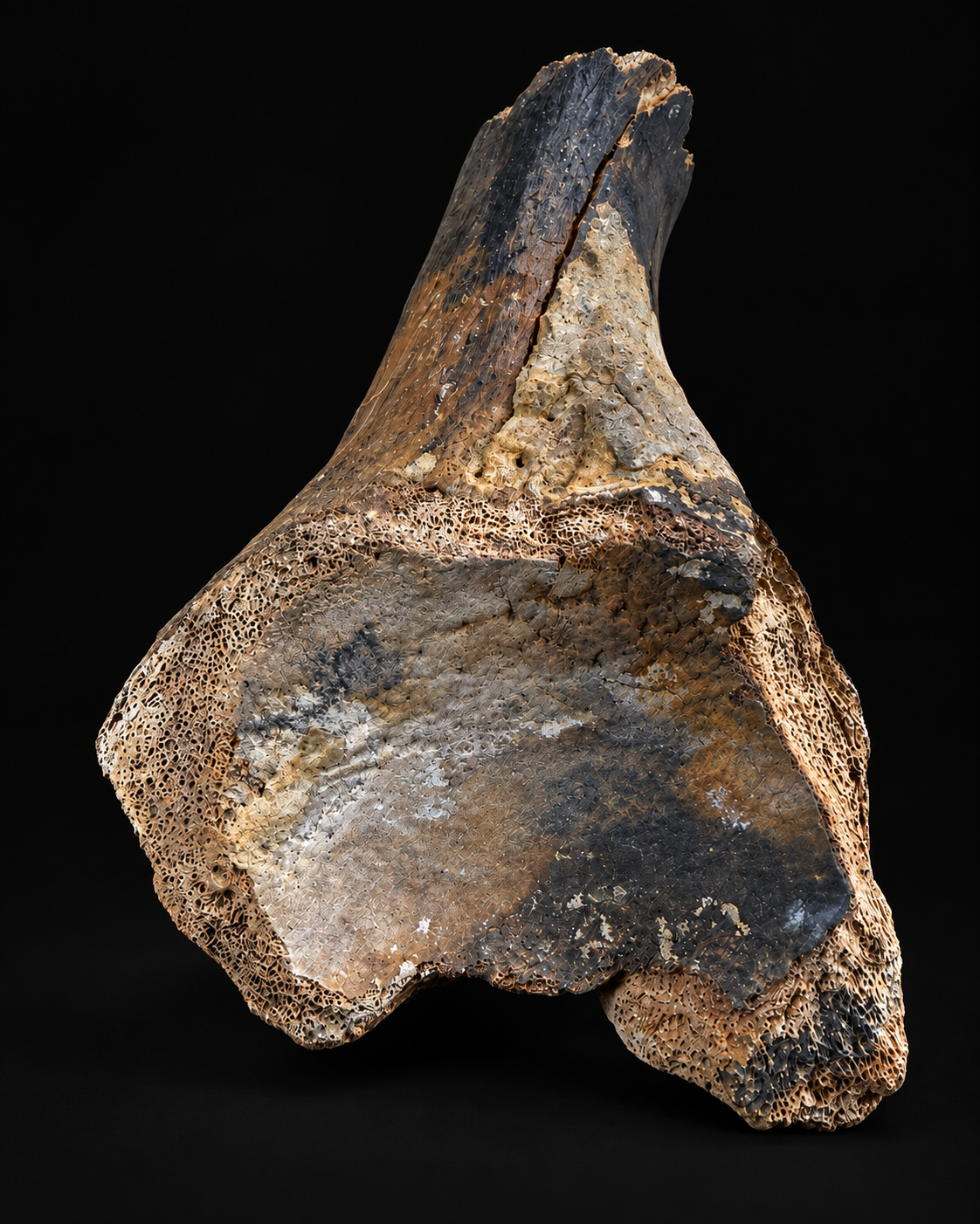 Fossiel gewrichtsbot – Pleistoceen – 22 cm
