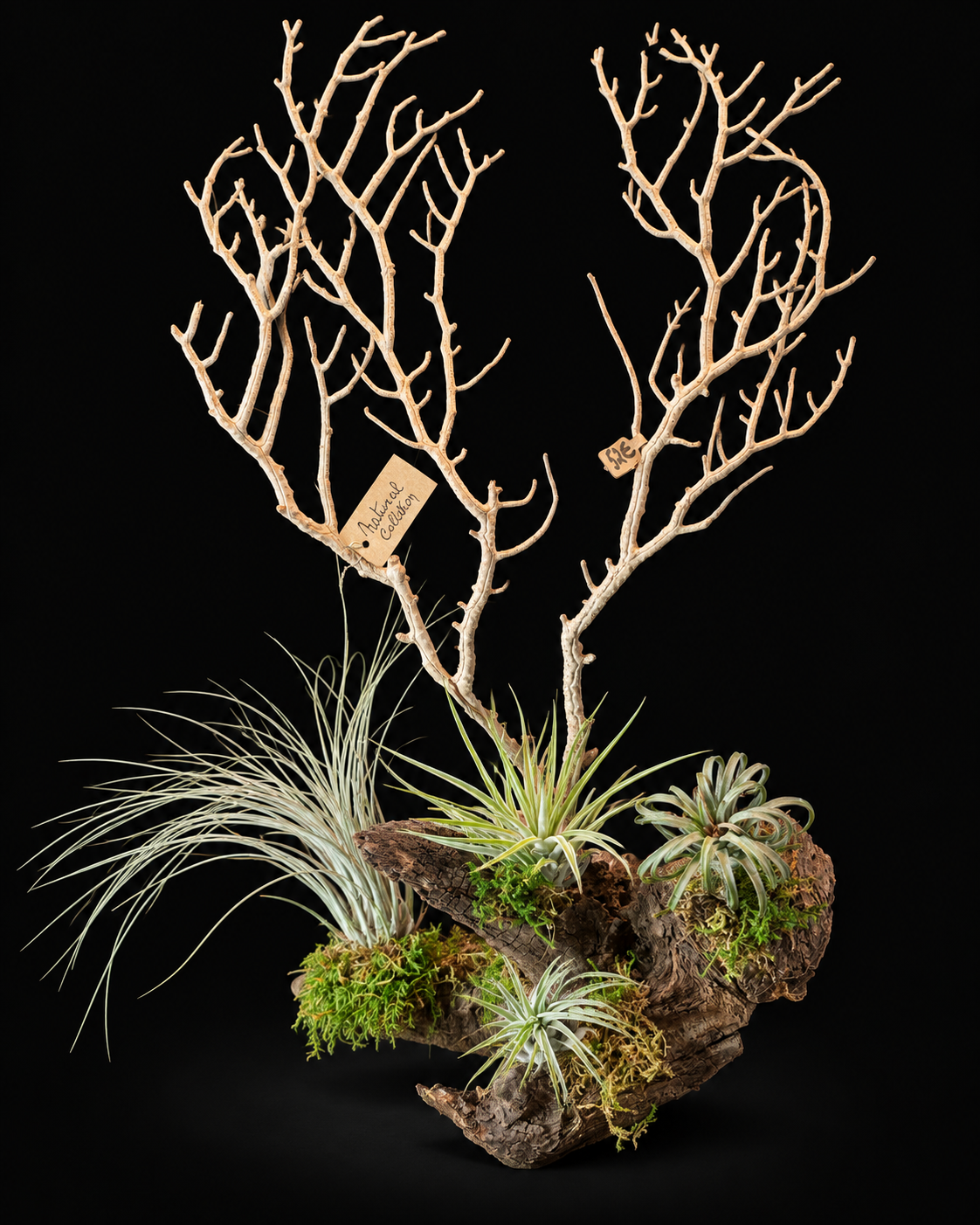 Koraal met Tillandsia – grote natuurlijke creatie – 60 cm