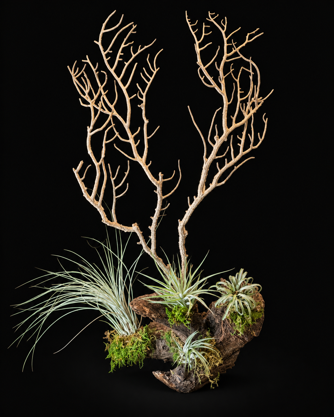 Koraal met Tillandsia – grote natuurlijke creatie – 60 cm