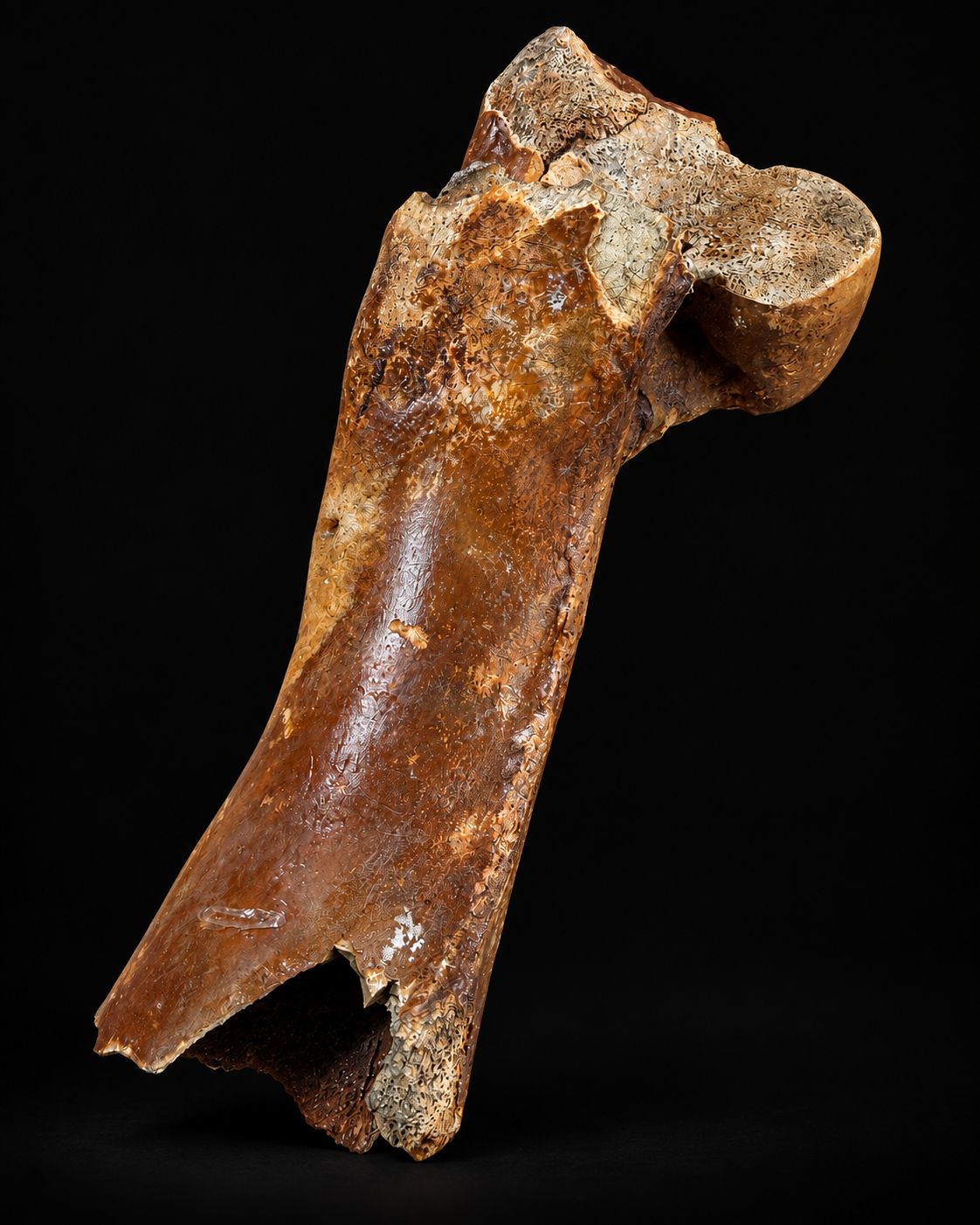 Fossiel bot steppewisent – Bison priscus – 30 cm